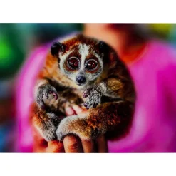 Bilder|KARE Design Bild Glas Slow Loris 80X120