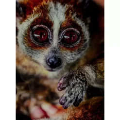 Bilder|KARE Design Bild Glas Slow Loris 80X120