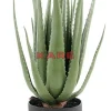 Deko & Geschenkartikel|KARE Design Deko Pflanze Aloe 69Cm