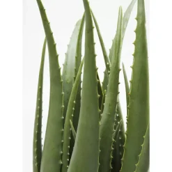 Deko & Geschenkartikel|KARE Design Deko Pflanze Aloe 69Cm