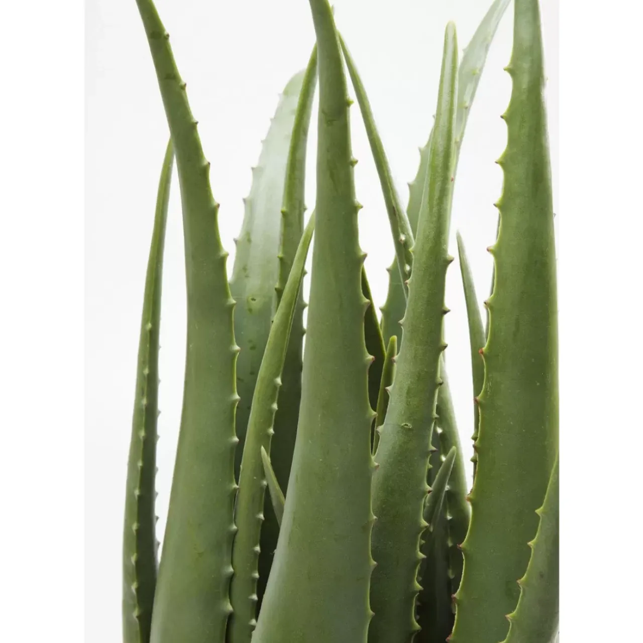 Deko & Geschenkartikel|KARE Design Deko Pflanze Aloe 69Cm