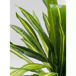 Deko & Geschenkartikel|KARE Design Deko Pflanze Dracaena Fragrans 180Cm