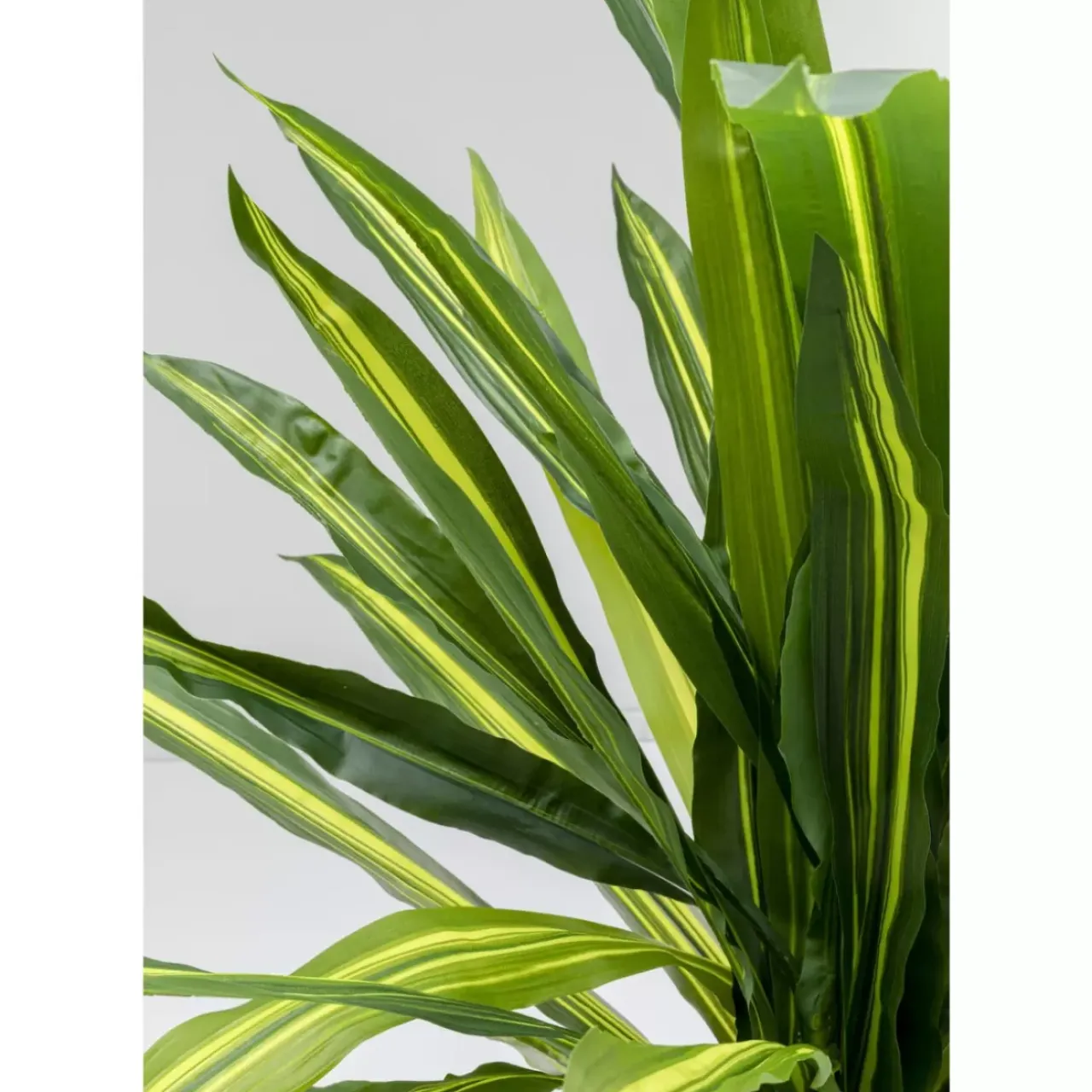 Deko & Geschenkartikel|KARE Design Deko Pflanze Dracaena Fragrans 180Cm