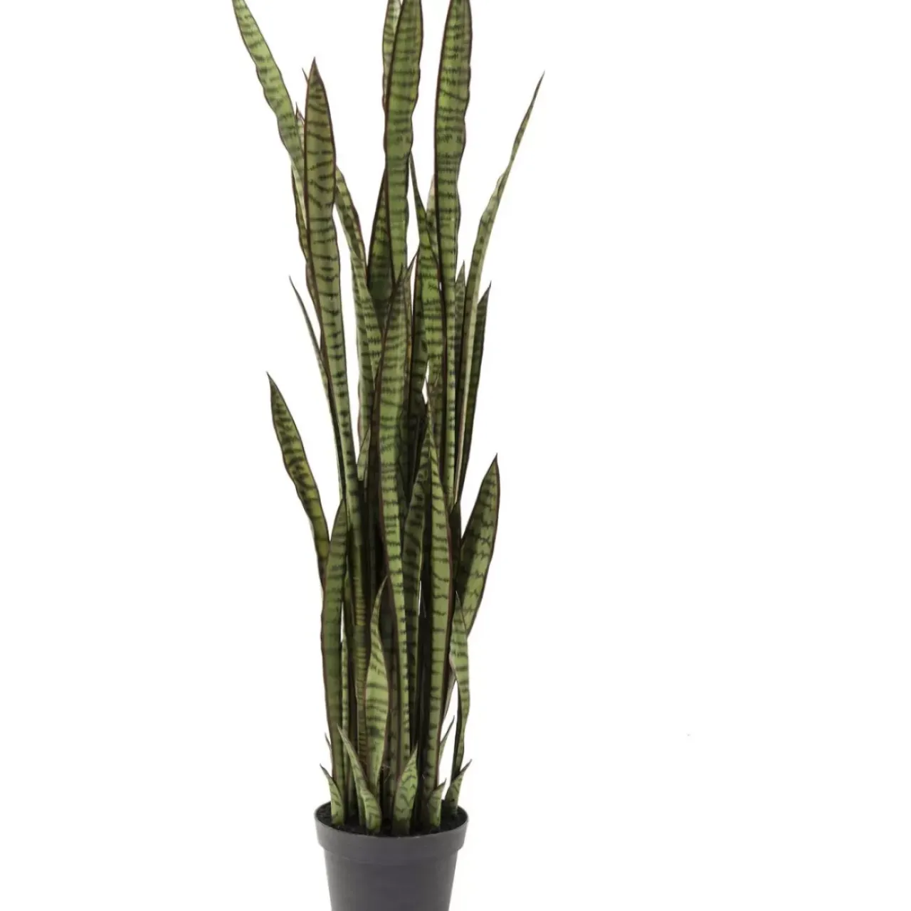 Deko & Geschenkartikel|KARE Design Deko Pflanze Sansewieria 155Cm