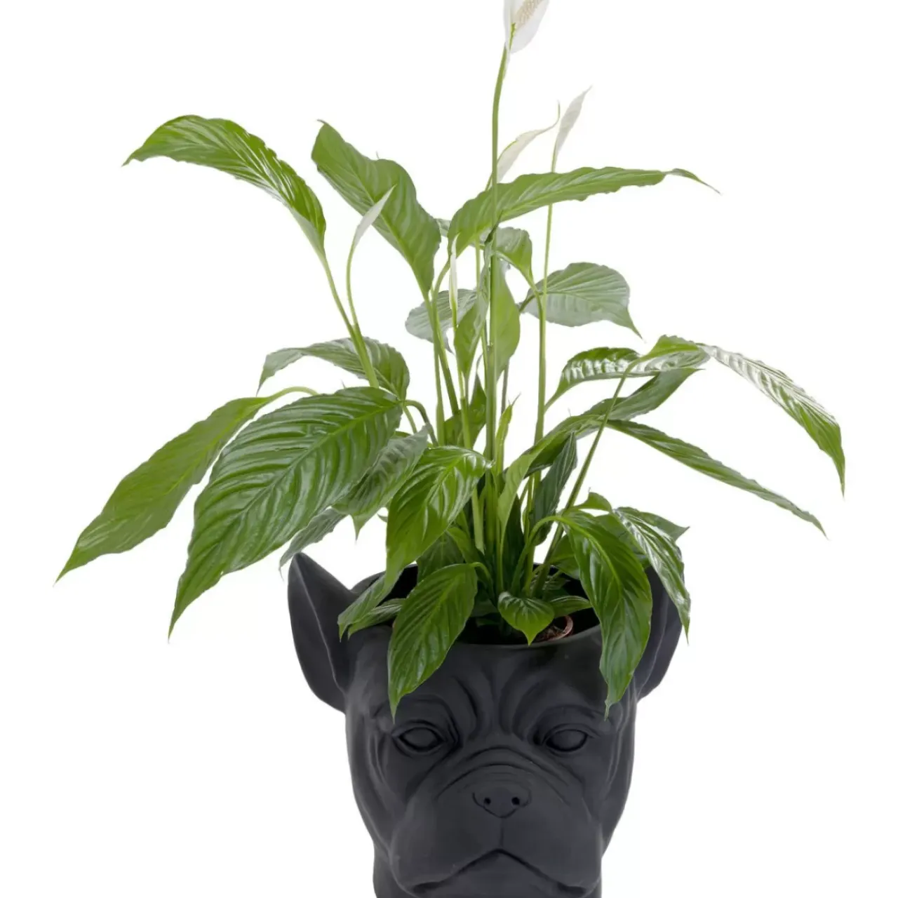 Aufbewahrung & Ordnung|KARE Design Deko Ubertopf Bulldog Schwarz